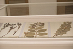 Herbarium Collection by Augustana College, Rock Island Illinois