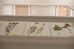 Herbarium Collection by Augustana College, Rock Island Illinois